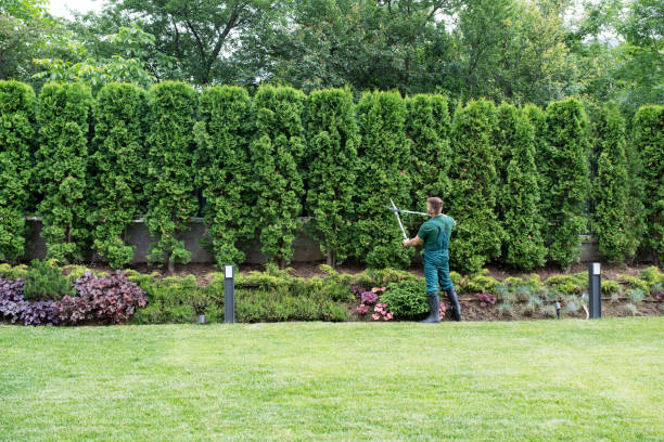 Best Lawn Maintenance Plans  in Maple Heights, OH